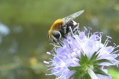 Eristalis intricaria