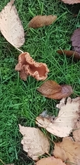 Paxillus cuprinus