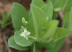 Basananthe sandersonii