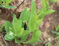 Basananthe sandersonii