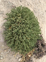 Astragalus arequipensis