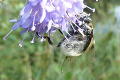 Eristalis intricaria
