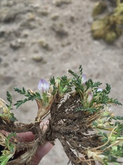 Astragalus uniflorus