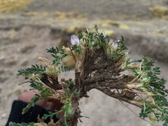 Astragalus uniflorus