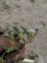 Astragalus uniflorus