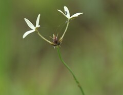 Kohautia amatymbica
