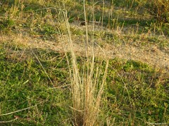 Stipa lagascae