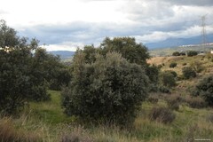 Lavandula pedunculata