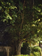 Celtis australis