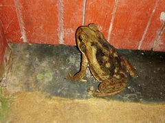 Rhinella diptycha