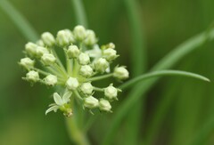 Xysmalobium involucratum