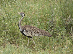 Lissotis melanogaster