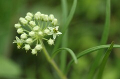 Xysmalobium involucratum