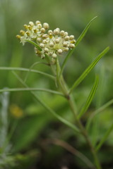 Xysmalobium involucratum