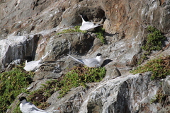 Sterna striata striata