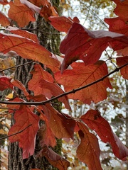Quercus alba