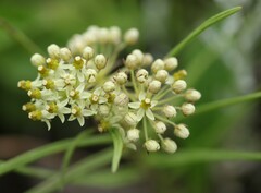 Xysmalobium involucratum
