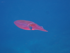 Sepioteuthis lessoniana