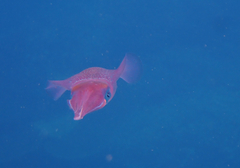 Sepioteuthis lessoniana