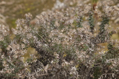 Berkheya cruciata