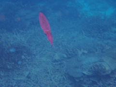 Sepioteuthis lessoniana