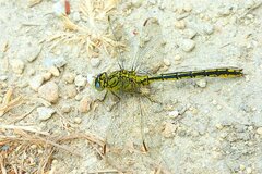 Gomphus pulchellus