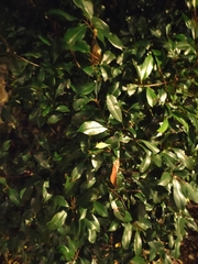 Photinia serrulata