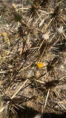 Centaurea solstitialis