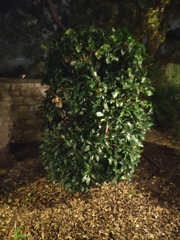 Photinia serrulata