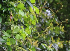 Dioscorea dregeana