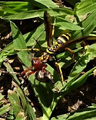 Poecilopompilus interruptus