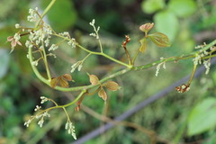 Dioscorea dregeana