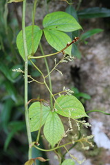 Dioscorea dregeana