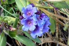 Pulmonaria australis