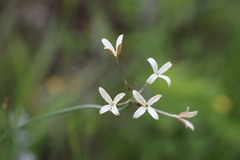 Kohautia amatymbica