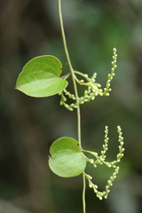Dioscorea cotinifolia