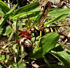 Poecilopompilus interruptus