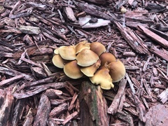 Agaricales