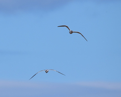 Thalasseus sandvicensis