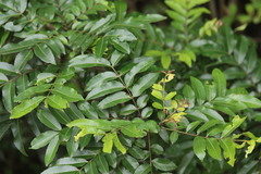 Zanthoxylum davyi