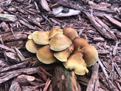 Agaricales