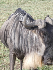 Connochaetes taurinus mearnsi