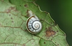 Sheldonia