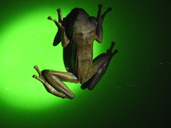 Polypedates leucomystax