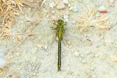 Gomphus pulchellus