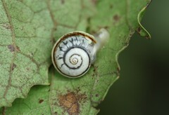 Sheldonia