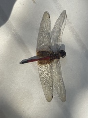 Tramea darwini