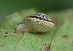 Sheldonia