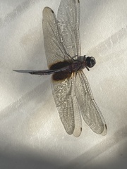 Tramea darwini