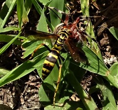Poecilopompilus interruptus
